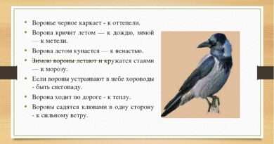 Почему плохая ворона плохо каркает: разгадываем поговорку. Смотреть фото Почему плохая ворона плохо каркает: разгадываем поговорку. Смотреть картинку Почему плохая ворона плохо каркает: разгадываем поговорку. Картинка про Почему плохая ворона плохо каркает: разгадываем поговорку. Фото Почему плохая ворона плохо каркает: разгадываем поговорку